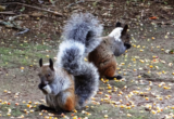 ardilla_nuca_blanca_serfor_mongabay