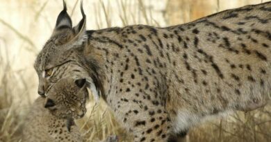 La población de lince ibérico se ha multiplicado por diez en España y Portugal La población de lince ibérico se ha multiplicado por diez en España y Portugal