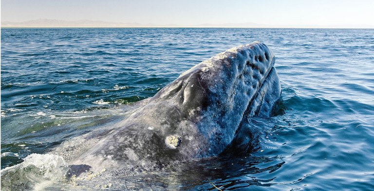 Ante el colapso de las pesquerías, la gente de Guerrero Negro y San Ignacio, en Baja California, México, ha mejorado su calidad de vida gracias al negocio del avistamiento de ballenas grises hecho de manera reglamentada y responsable.