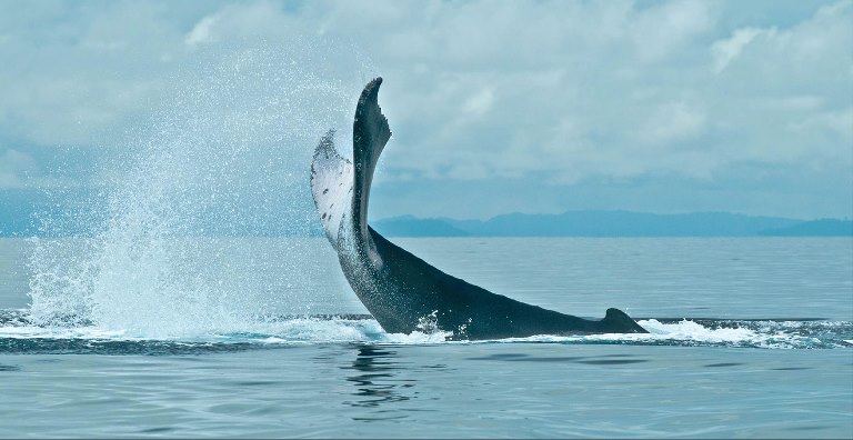 El cumplimiento de las reglas de avistamiento es la clave para la industria sostenible. De lo contrario, las ballenas buscarán aguas más seguras perdiéndose la oportunidad de un desarrollo amigable con los océanos.
