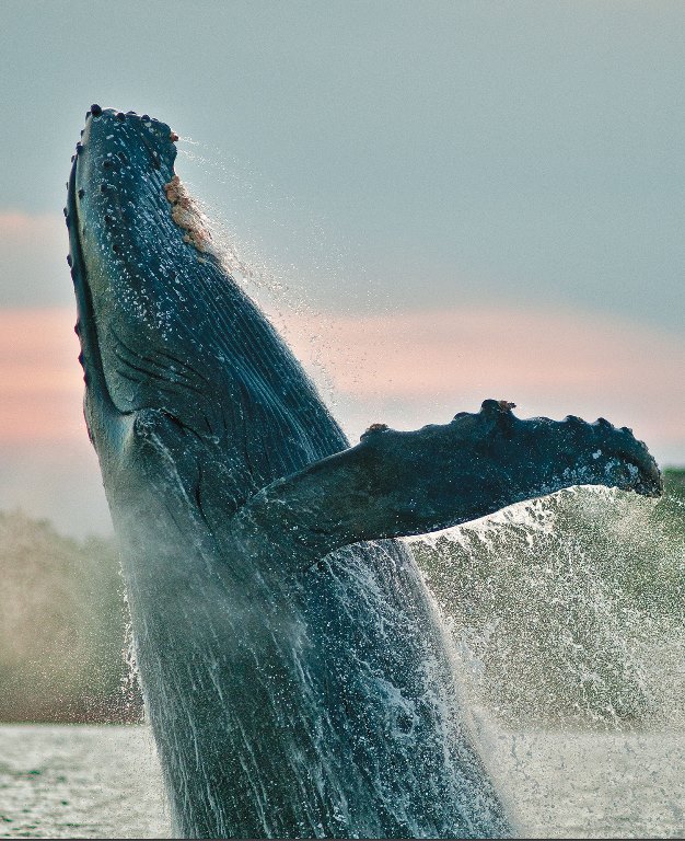 En Las Perlas una ballena jorobada, pesada tanto como 500 hombres, salta demostrando su poder en época de apareamiento.