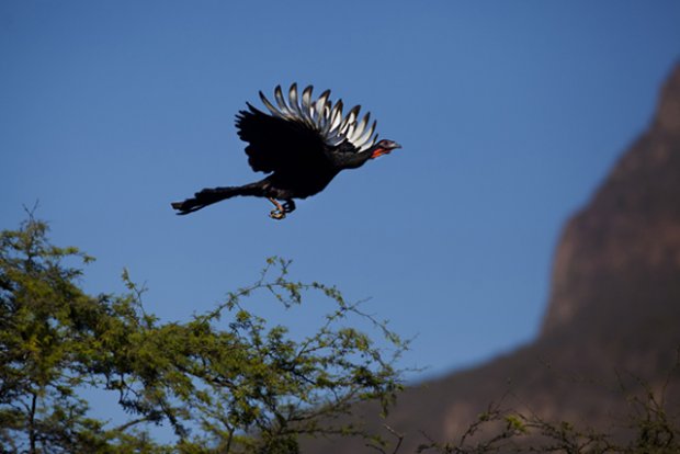 Pavas aliblanca volando sobre el bosque seco lambayecano. Foto tomada de Internet.