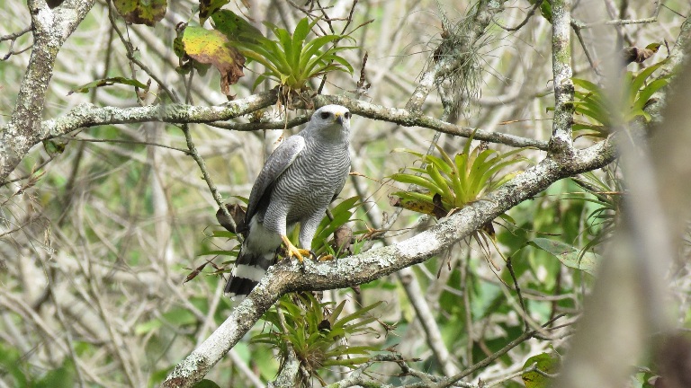 Gray-lined Hawk Buteo nitidus. Foto Elio Núnez