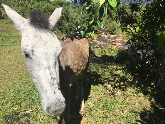 "No ha sido fácil la adaptación de los caballos a la selva alta. El que se hayan podido adaptar es el fruto de muchos años de trabajo y buena crianza", Arturo Rozas.