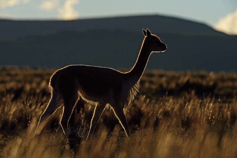 Vicuñas en Pampa Galeras 2