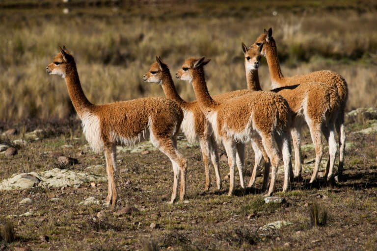 Gabriel-Herrera-Pampa-Galeras-WHW_3981-768×512