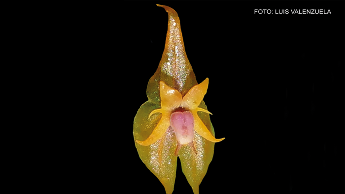 1427356-pnych-lepanthes-ashaninka