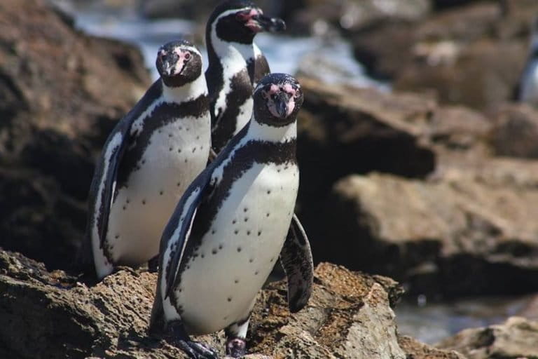 pinguinos-adultos-768×512